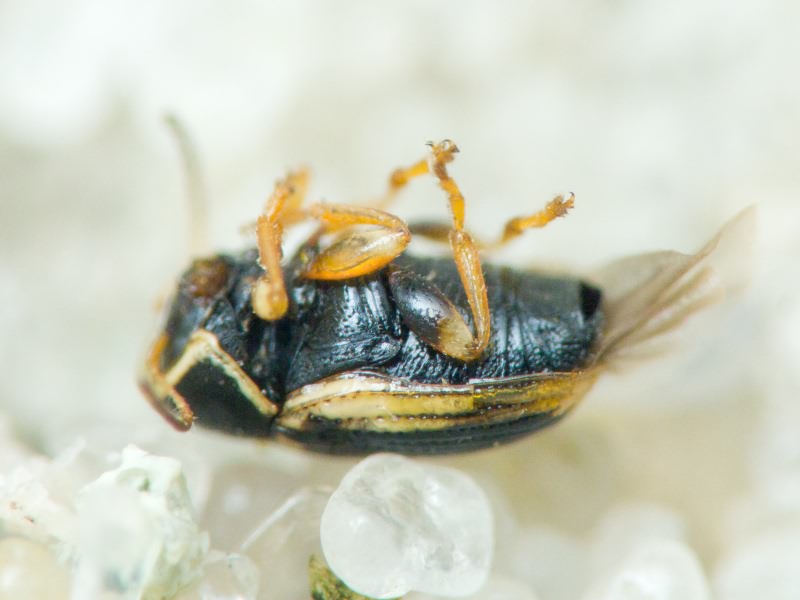 Cryptocephalus (Burlinius) elegantulus Gravenhorst, 1807